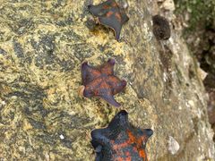 -青岛银沙滩