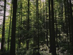 -武陵山森林公园