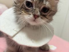 -御宝贝·A梦猫科宠物医院(国际猫友好医院)