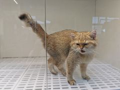-lincat·猫舍(广州店)