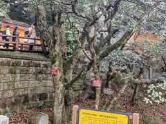 -普陀山慧济禅寺