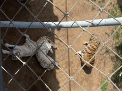 -西霞口神雕山野生动物世界