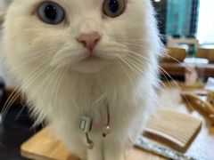 -楼上猫咖(罗湖店)