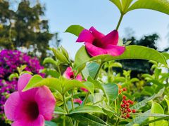 -莲花山公园