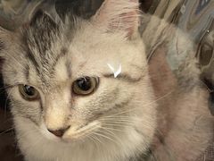 -达爱动物医院·犬猫分区·CT·复杂眼科(远洋山水分院)