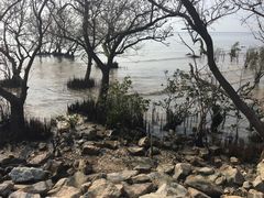 -宝安西湾红树林湿地公园