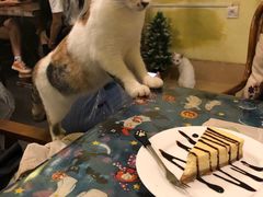 -猫色咖啡·猫咖