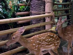 -正佳雨林生态植物园