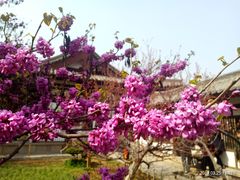 -西安青龙寺遗址景区