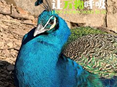 -大连老虎滩海洋公园