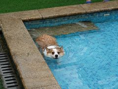 -汪说喵讲宠物乐园宠物酒店(红星美凯龙店)