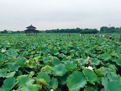-梁鸿国家湿地公园
