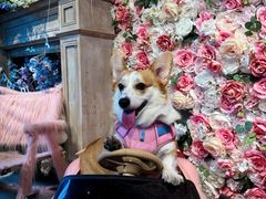 -百好乐宠物友好餐厅(朝外大街店)