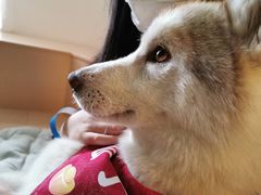 -Husky Go! 哈士奇体验馆·宠物咖啡厅狗咖