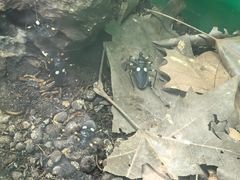 -上海大自然野生昆虫馆(东方明珠·爬宠昆虫探索中心)