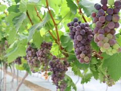 -金谷域澳洲庄园