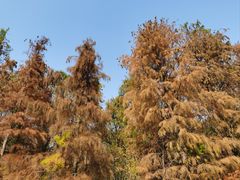 -上海海湾国家森林公园