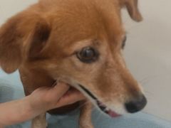 -美联众合动物医院·24h京西诊疗中心