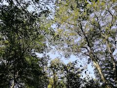 -上海佘山国家森林公园西佘山园