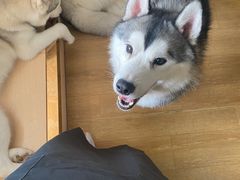 -Husky Go! 哈士奇体验馆·宠物咖啡厅狗咖