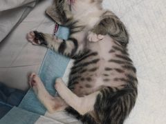 -暖阳宠物医院·犬猫康复中心·骨科