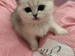 -老吴的猫·猫舍(新区店)