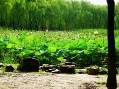 -东升八家郊野公园