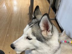 -Husky Go! 哈士奇体验馆·宠物咖啡厅狗咖