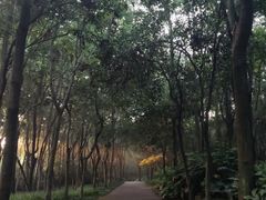 -紫金山山顶公园