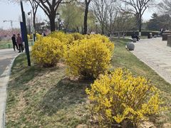 -燕郊植物园