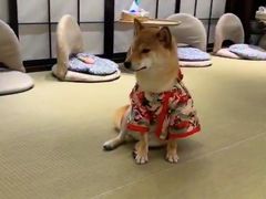 -逗柴咖啡屋·狗咖猫咖宠物桌游