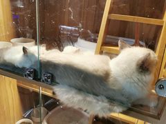 -浣熊柯尔鸭土拨鼠·电玩咖