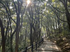 -苏州上方山国家森林公园