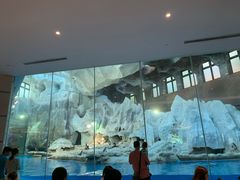 -帝企鹅自助餐厅•儿童岛•真企鹅(长隆企鹅酒店)