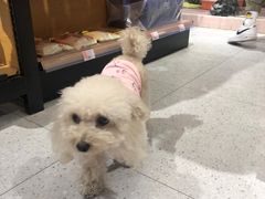 -FAELING PETS美天灵宠物(富力广场店)