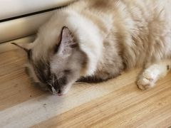 -平行世界·猫咖(首经贸店)