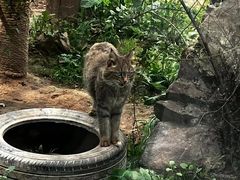 -青藏高原野生动物园