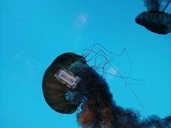 -太平洋海底世界