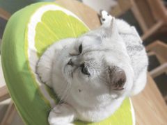 -藏猫猫咖啡主题馆(中央大道店)