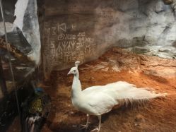 点击看大图 -Zoolung Zoolung动物主题公园(海信广场店)