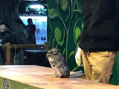 -上海大自然野生昆虫馆(东方明珠·爬宠昆虫探索中心)