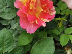 -人民公园(罗湖区)