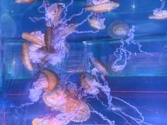 -上海海昌海洋公园