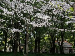 -陆家嘴中心绿地