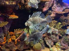 -上海海洋水族馆