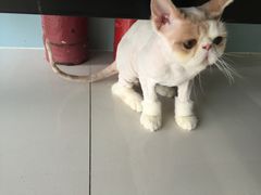 -中农大我爱我爱24h动物医院·中医针灸·猫专科·骨科医疗中心(双井店)