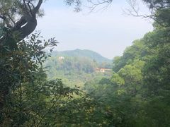 -深圳仙湖植物园