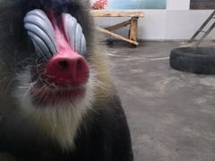 -西安秦岭野生动物园