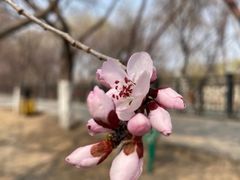 -桃花堤公园