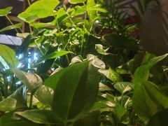 -管氏翅吧(地安门店)
